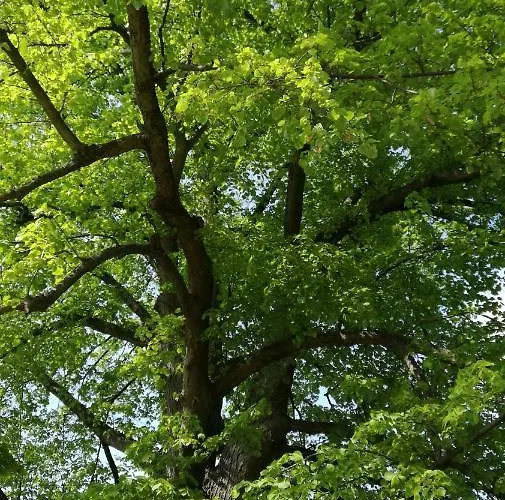 Luba Lipa Lejlighed *